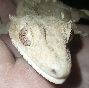 Meet your Posher, Lizard